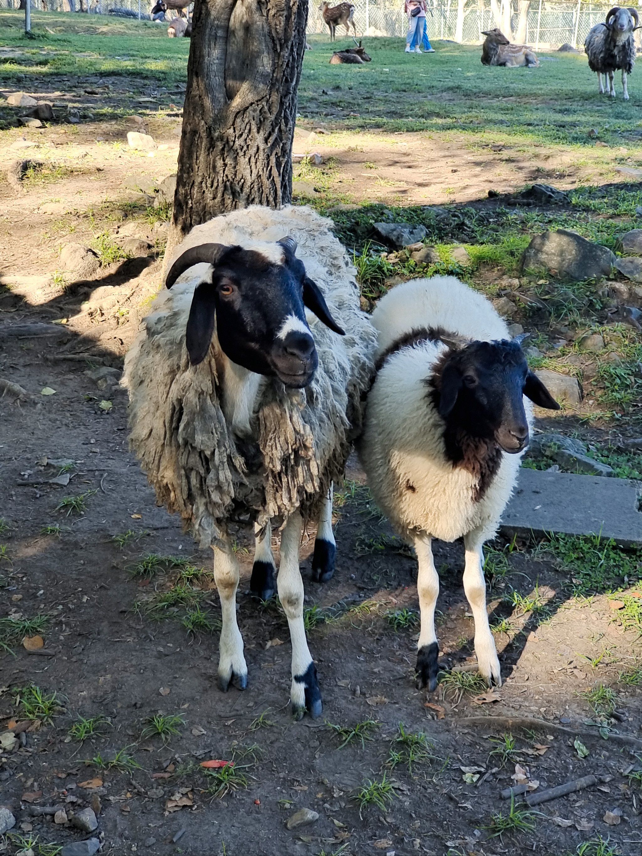 简单的山简单的羊和鹿