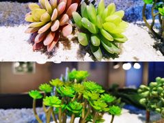 -拈菜(观音桥阳光世纪店)