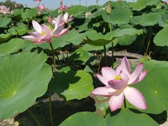 -杜氏旅游度假区