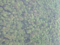 -靖西鹅泉风景区