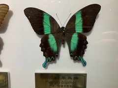 -上海昆虫博物馆