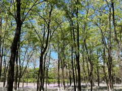 -大兴滨河森林公园