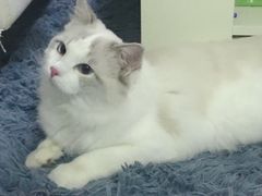 -猫大福·Fortune Cat猫舍(百子湾店)