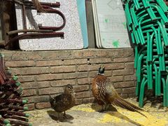 -鱼窝棚柴火铁锅炖(富山屯店)