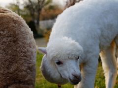 -杭州桐庐康莱德酒店西餐厅-舍