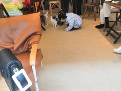 -猫友咖啡店(玉林西路店)