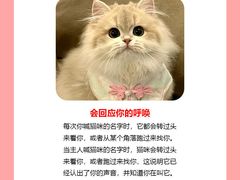 -翊宠yipet猫狗购宠庄园犬舍•猫舍