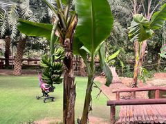 -呀路古热带植物园