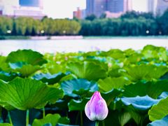 -莲花池公园