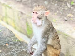 -黔灵山公园