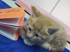 -佑安动物医院·全科·内窥镜中心(幸福巷店)