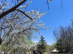 -大兴滨河森林公园