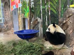 -海南热带野生动植物园