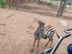 -清迈夜间动物园