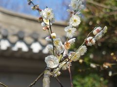 -南京古林公园