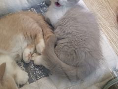 -momokira米努特·德文卷毛猫·棉花面纱犬