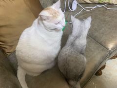 -联合动物医院(光谷诊疗中心)