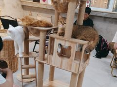 -Heymao猫咖.咖啡厅(东门店)