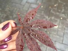 -甘棠公园
