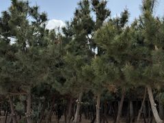 -山东八大碗山东老字号