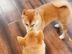 -豆柴町-柴犬主题狗咖(红鼎国际C座店)
