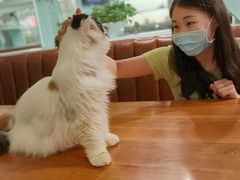 -猫小院猫主题餐厅(三里屯店)