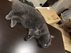 -逗柴咖啡屋·狗咖猫咖宠物桌游