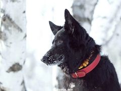 -超宠爱宠物摄影-Super pet