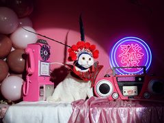 -超宠爱宠物摄影-Super pet