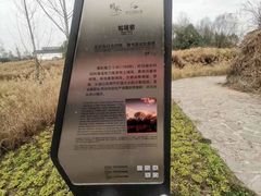 -桤木河湿地公园