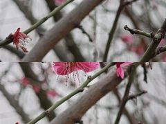 -羊山湖公园
