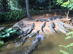 -海南热带野生动植物园