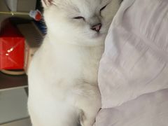 -lincat·猫舍(广州店)