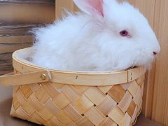 -猫猫幼稚园·撸猫·桌游·电玩