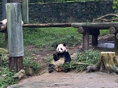 -都江堰中华大熊猫苑