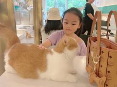 -飞行喵MR PILOT|猫舍·猫咖(静安大融城店)