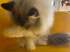 -松果猫咖(桐乡吾悦金街店)