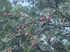 -天目山大树王景区