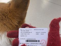 -凯瑞希宠物医院·狂犬免疫·微创·皮肤科