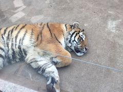 -西安秦岭野生动物园