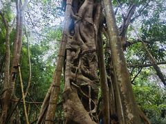 -中国科学院西双版纳热带植物园