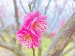 -花开海上生态园