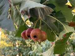 -大兴滨河森林公园