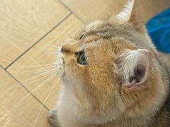 -Let's go狗咖·猫咖·奶狗·桌游(春熙路IFS店)