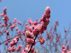 -梅花山(明孝陵内)