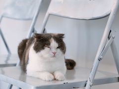 -米宠家·撸猫猫咖小萌宠·猫咪洗澡·猫咪寄养(高新大都荟店)