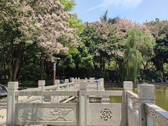 -金花茶公园