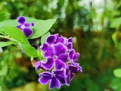 -中国科学院华南植物园