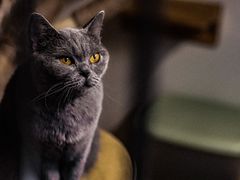 -猫宠乐园·专业洗护