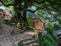 -杨家堂村